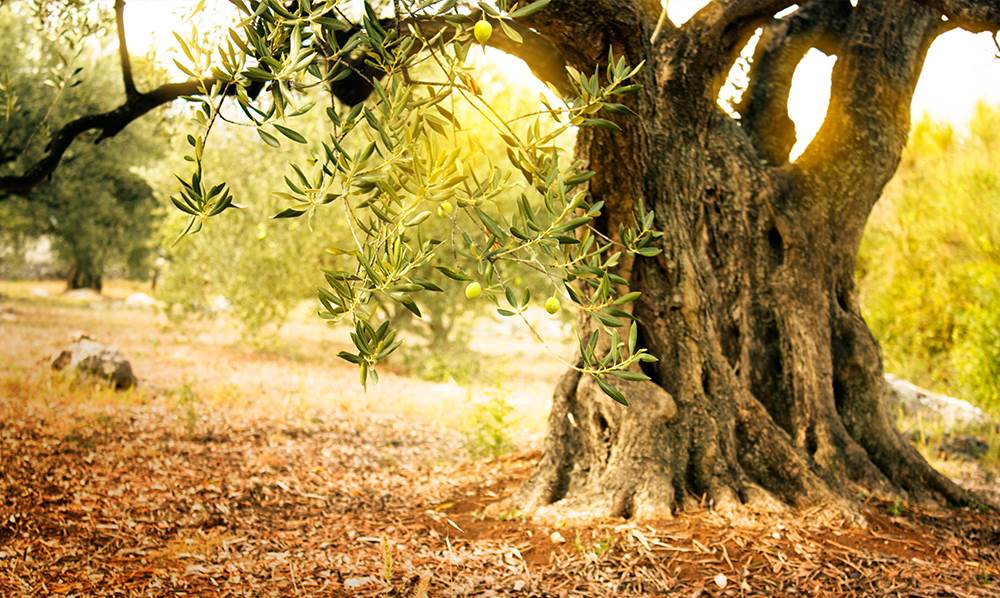 עץ הזית העתיק בעולם