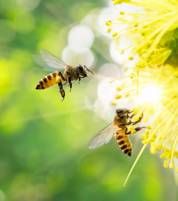 מדברים על דבורים – פעילות למשפחות